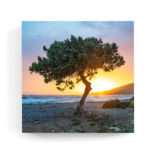 Es Codolar tree sunset Ibiza wall art wood print 10x10 cm