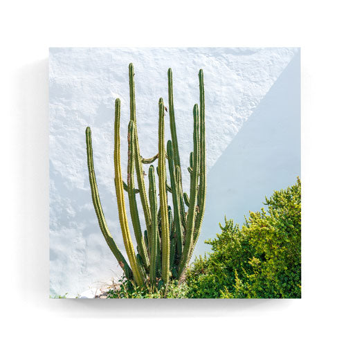Cactus wall Dalt Vila Ibiza wall art wood print 10x10 cm