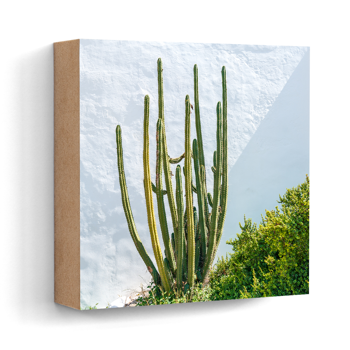 Cactus wall Dalt Vila Ibiza wall art wood print 10x10 cm