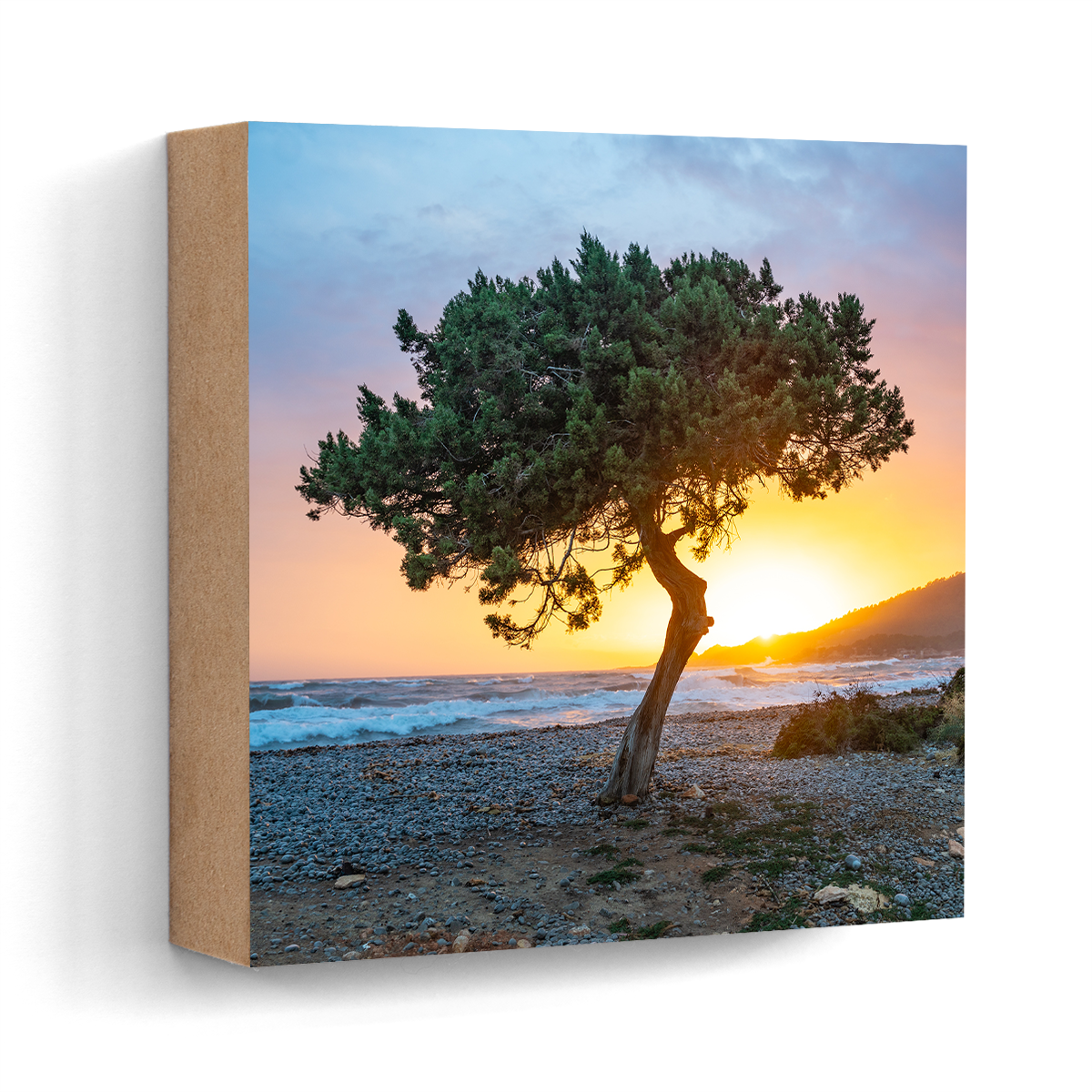 Es Codolar tree sunset Ibiza wall art wood print 10x10 cm